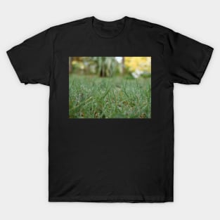 Dew drops on the grass in the morning T-Shirt